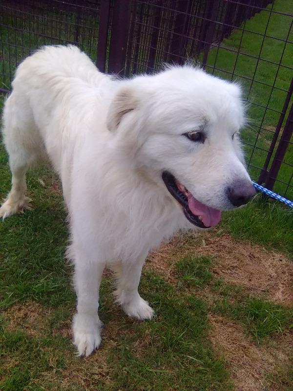 Enlarge Jordy, an adopted Great Pyrenees in Spring, TX image 5/6
