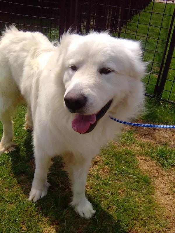 Enlarge Jordy, an adopted Great Pyrenees in Spring, TX image 3/6