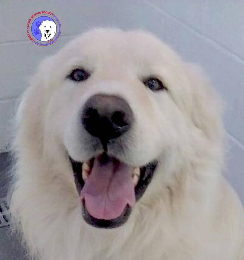 Enlarge Jordy, an adopted Great Pyrenees in Spring, TX image 1/6