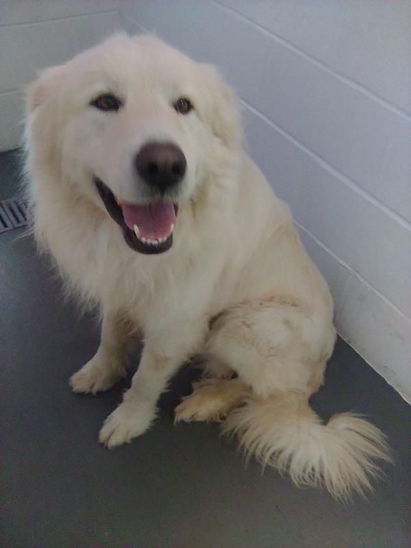 Enlarge Jordy, an adopted Great Pyrenees in Spring, TX image 4/6