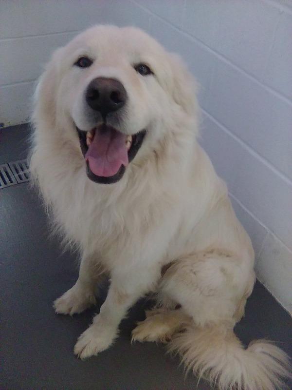 Enlarge Jordy, an adopted Great Pyrenees in Spring, TX image 2/6