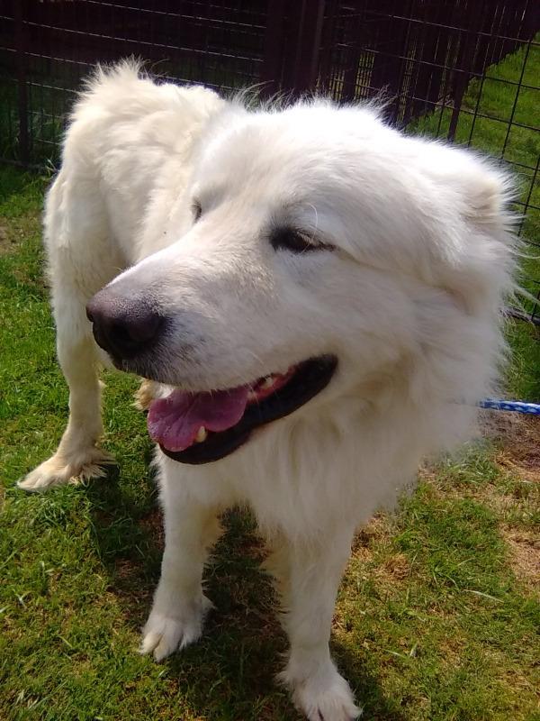 Enlarge Jordy, an adopted Great Pyrenees in Spring, TX image 6/6