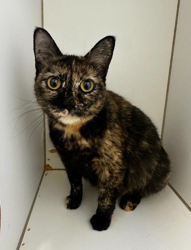 Wren, Adoptable, Young Female American Bobtail.
