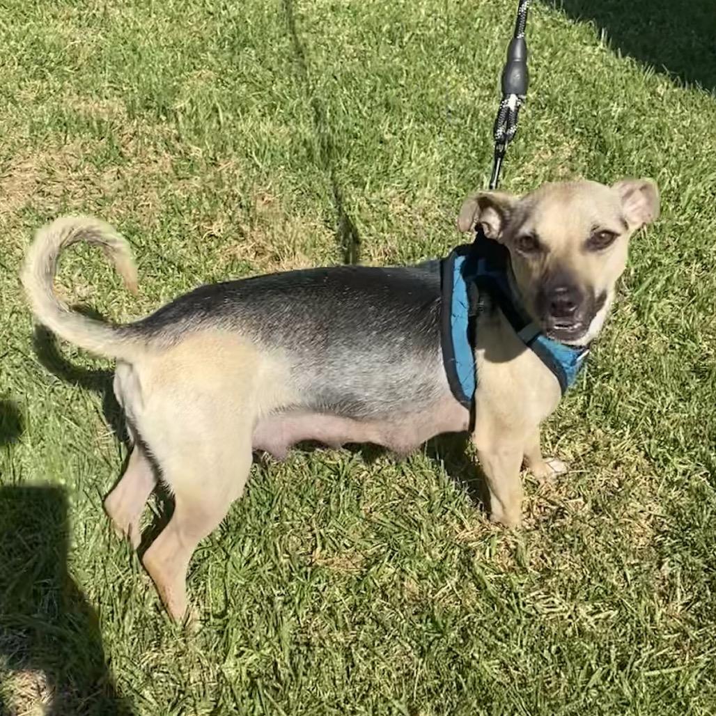 Zara, Adoptable, Adult Female Rat Terrier & Chihuahua.