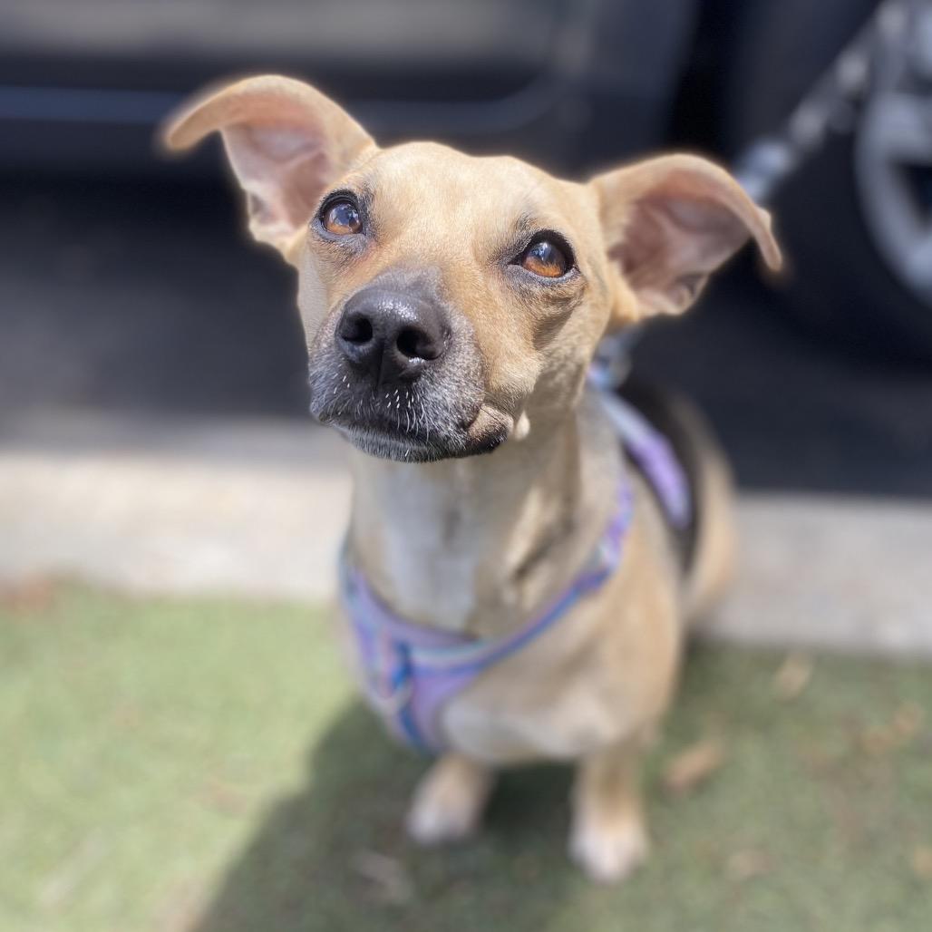 Zara, Adoptable, Adult Female Rat Terrier & Chihuahua.