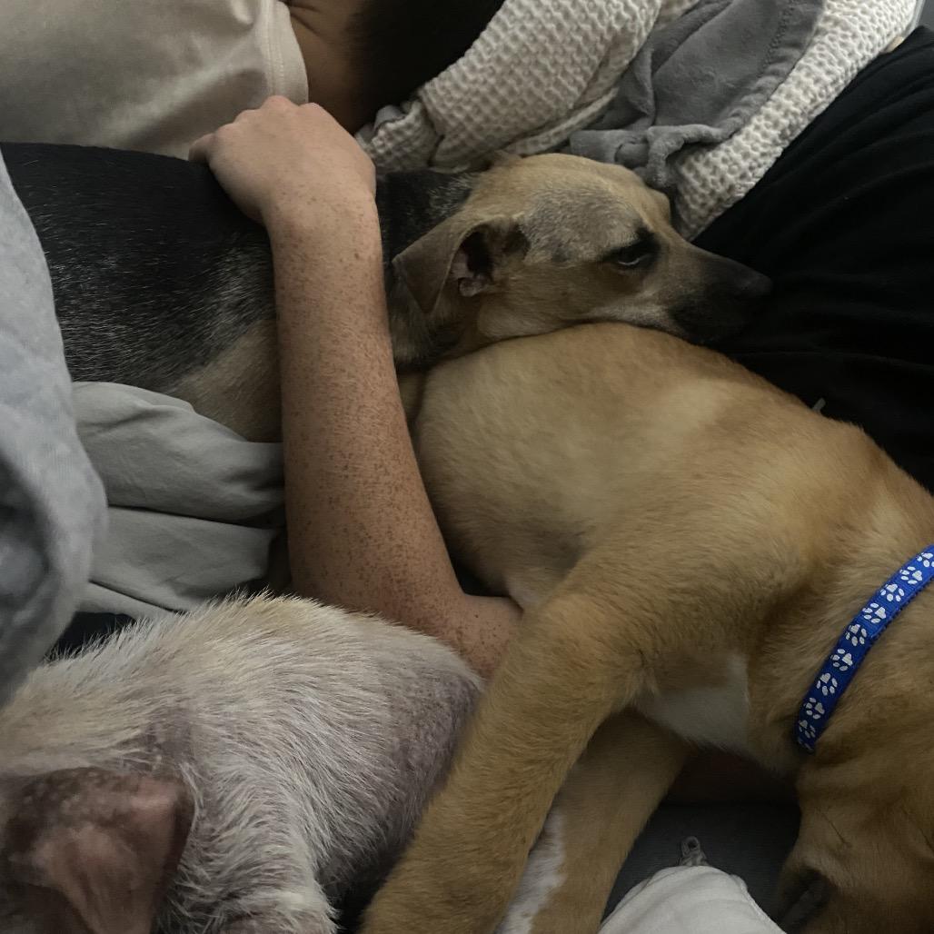 Zara, a Adoptable mixed breed in Escondido, CA image 2/5