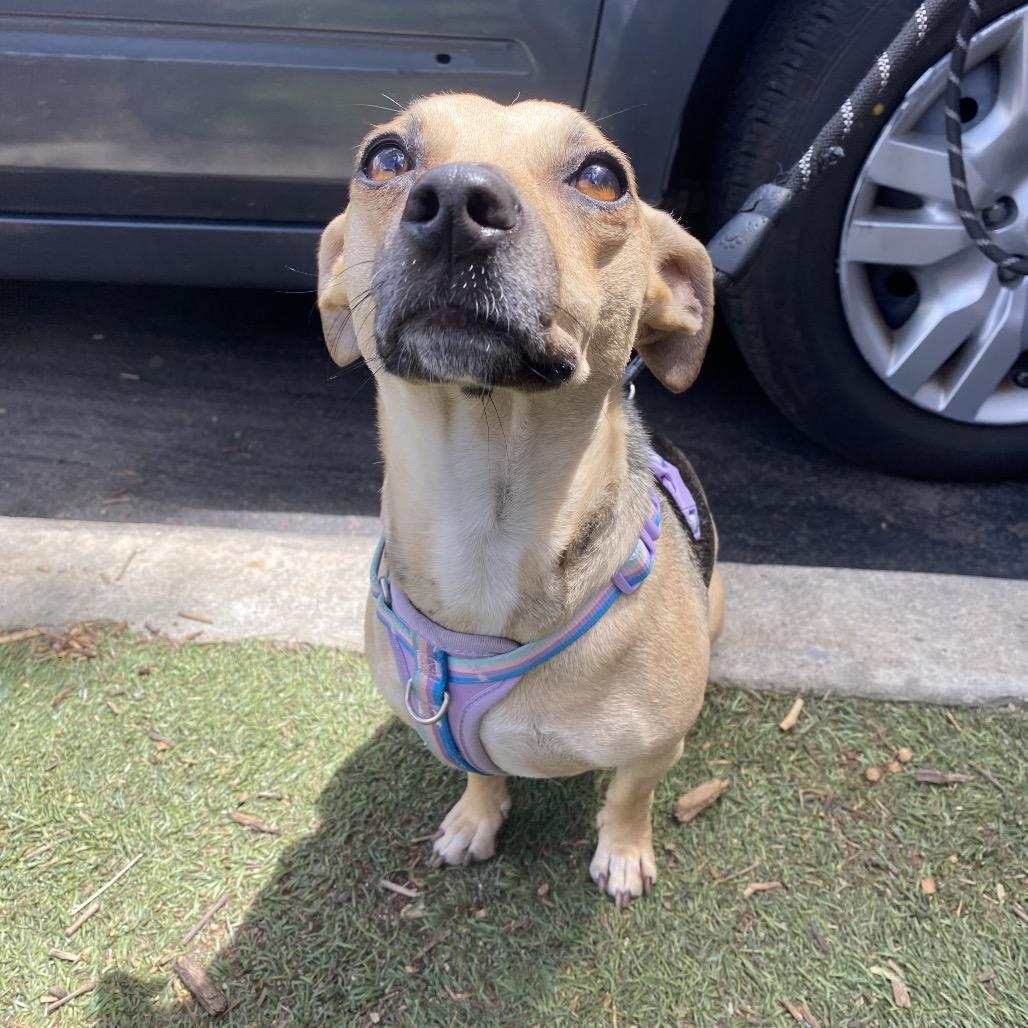 Enlarge Zara, a Adoptable mixed breed in Escondido, CA image 3/5