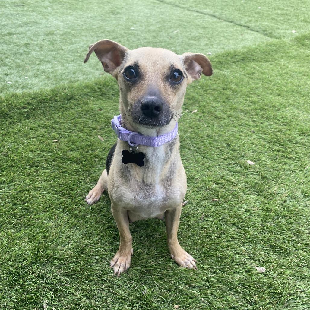 Zara, a Adoptable mixed breed in Escondido, CA image 2/6