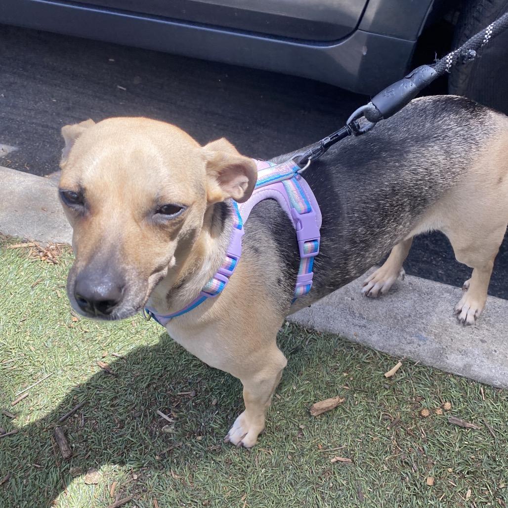 Enlarge Zara, a Adoptable mixed breed in Escondido, CA image 4/5