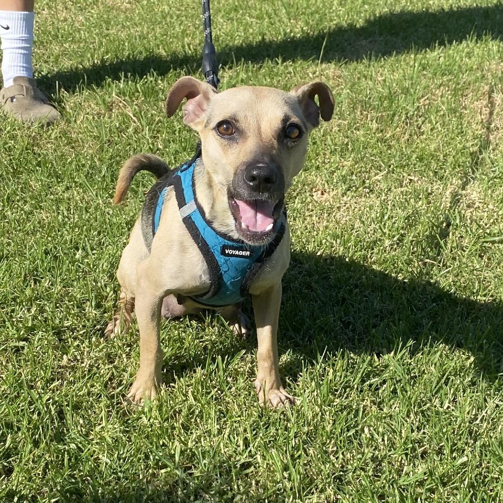 Zara, a Adoptable mixed breed in Escondido, CA image 3/6