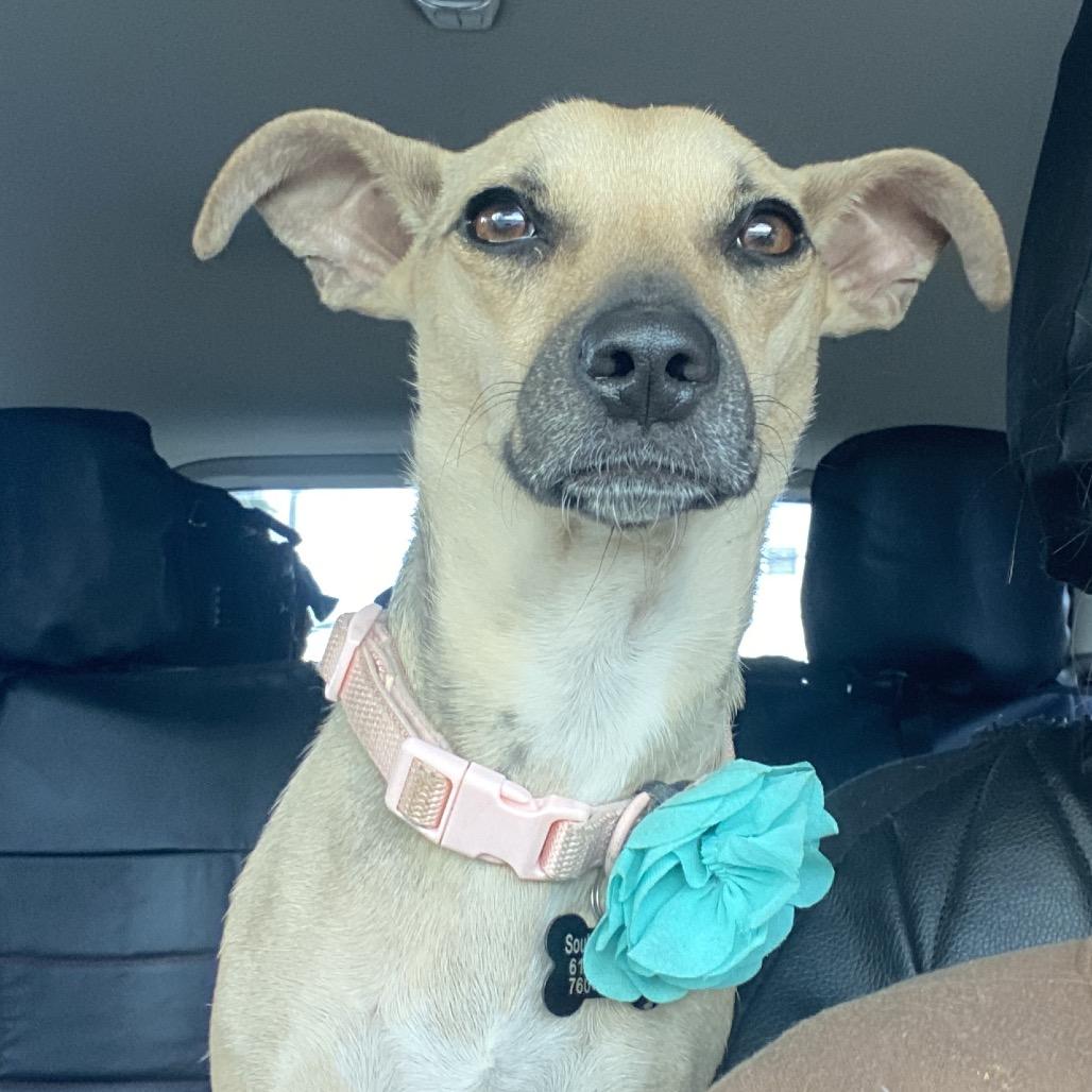 Zara, a Adoptable mixed breed in Escondido, CA image 5/6