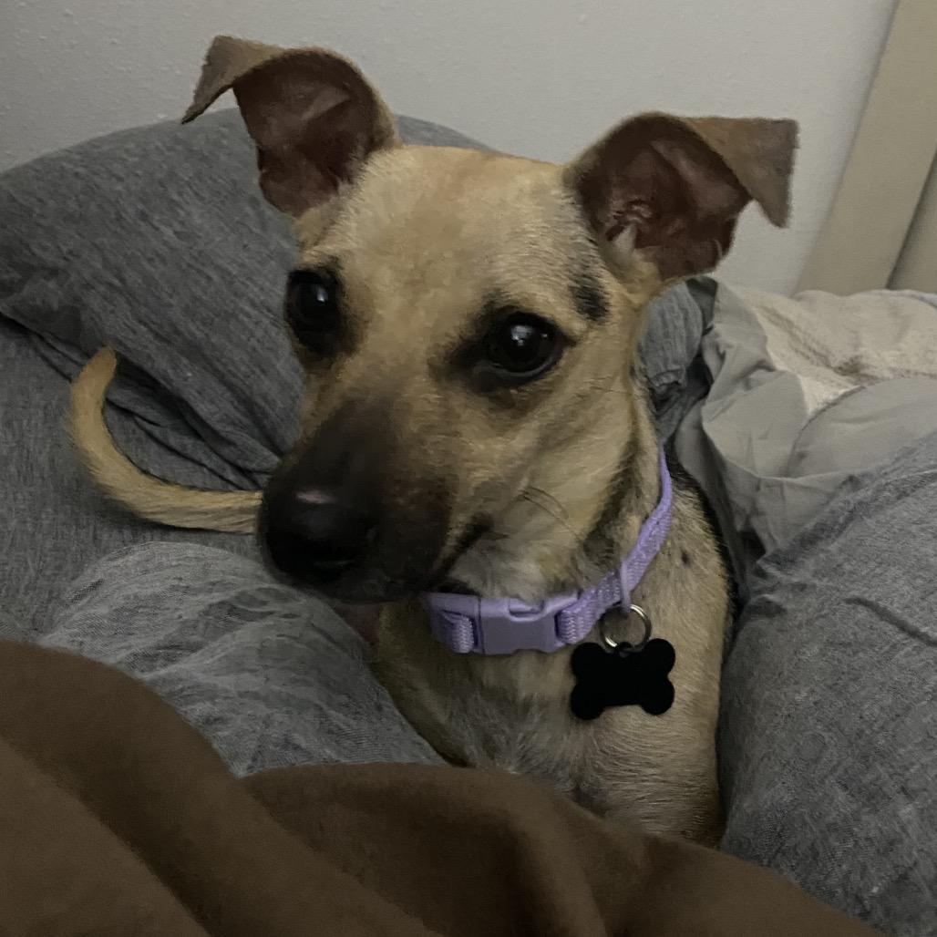 Zara, a Adoptable mixed breed in Escondido, CA image 6/6