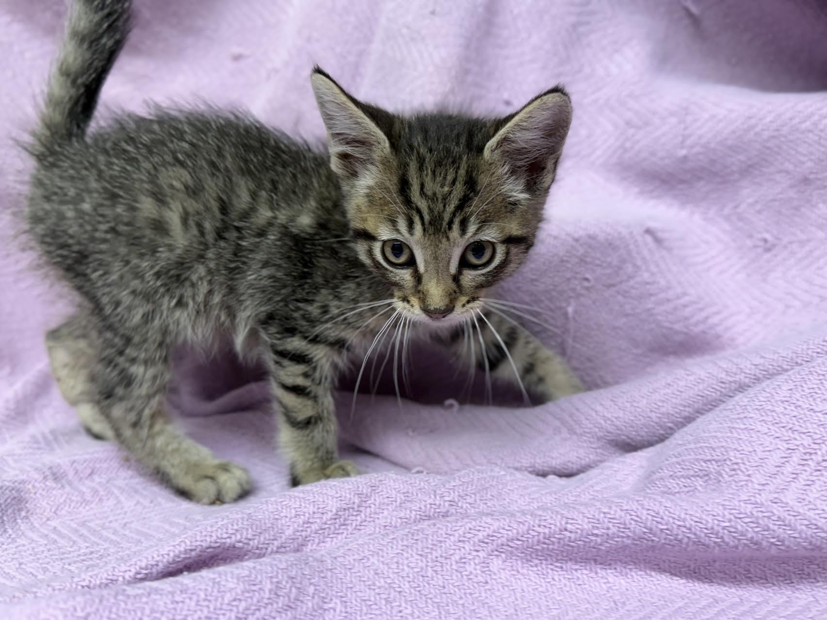 Sparkler, adoptable, Young Female Domestic Short Hair.