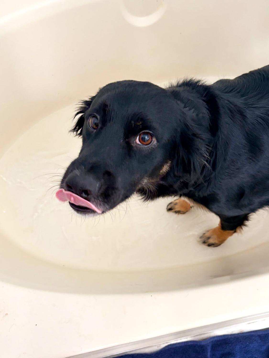 Enlarge Nikki *Community Post*, a ADOPTABLE Border Collie in Floyd, VA image 3/6