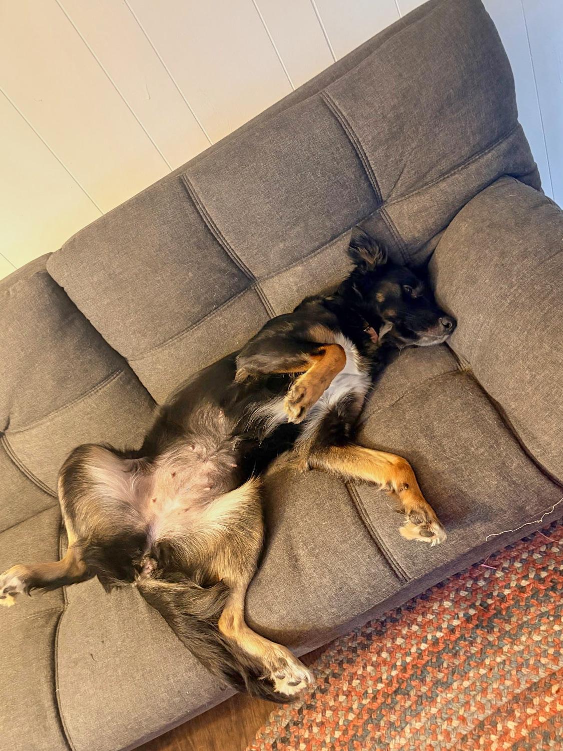 Enlarge Nikki *Community Post*, a ADOPTABLE Border Collie in Floyd, VA image 4/6