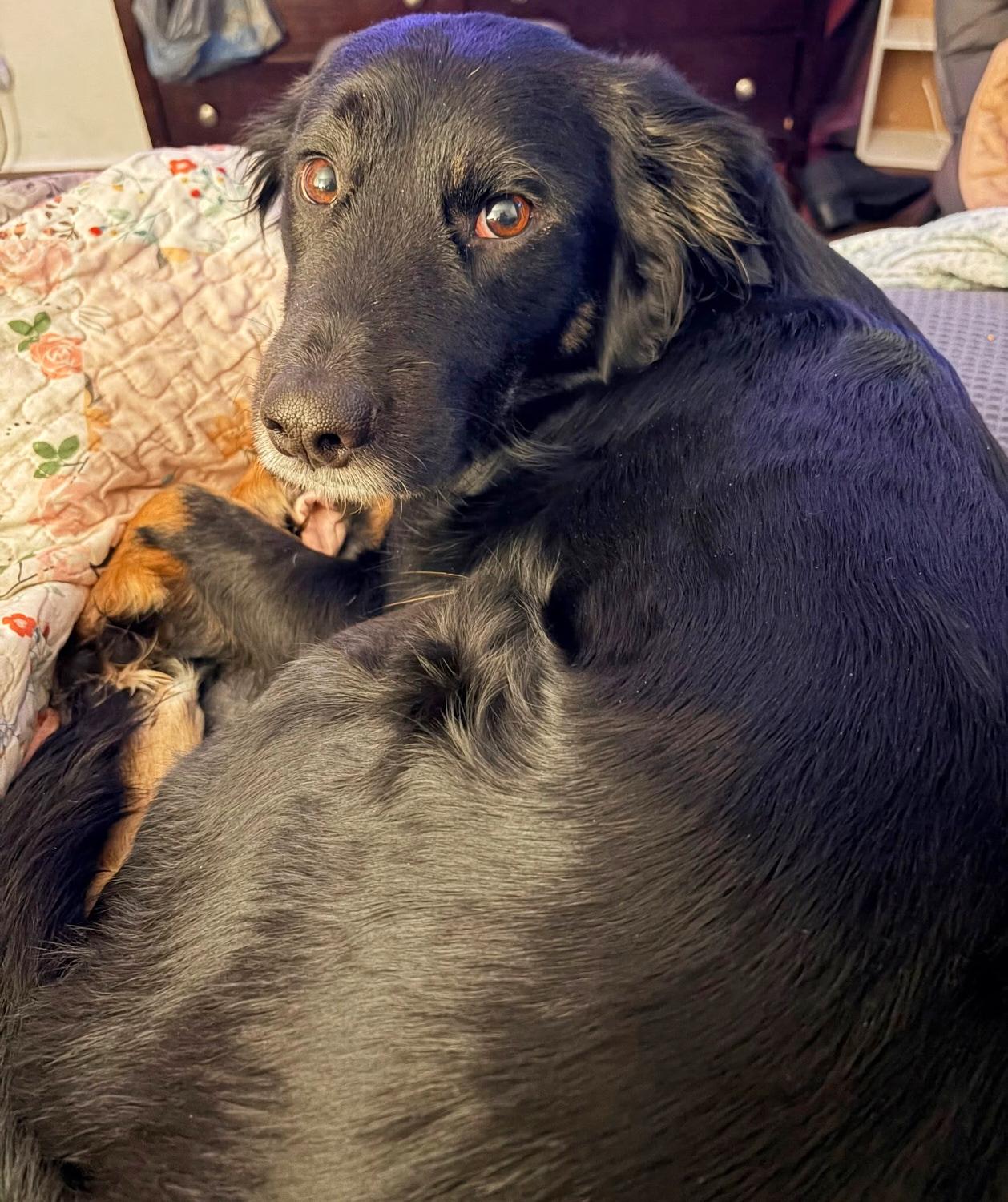 Enlarge Nikki *Community Post*, a ADOPTABLE Border Collie in Floyd, VA image 2/6