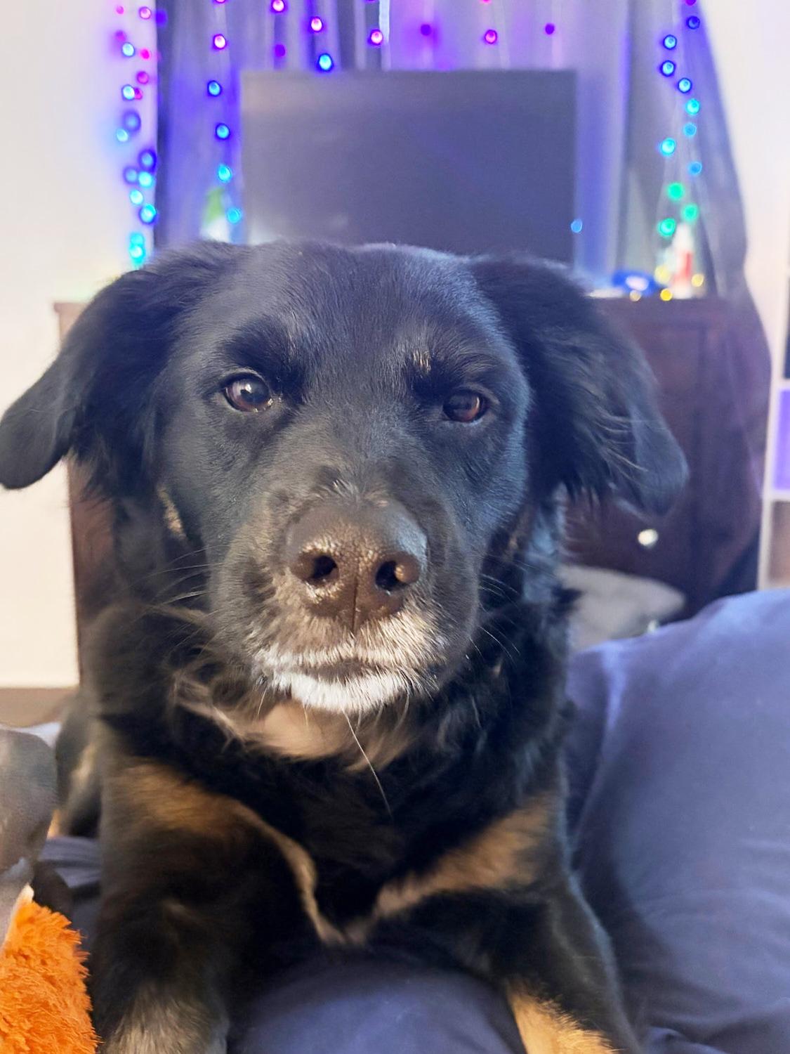 Enlarge Nikki *Community Post*, a ADOPTABLE Border Collie in Floyd, VA image 1/6