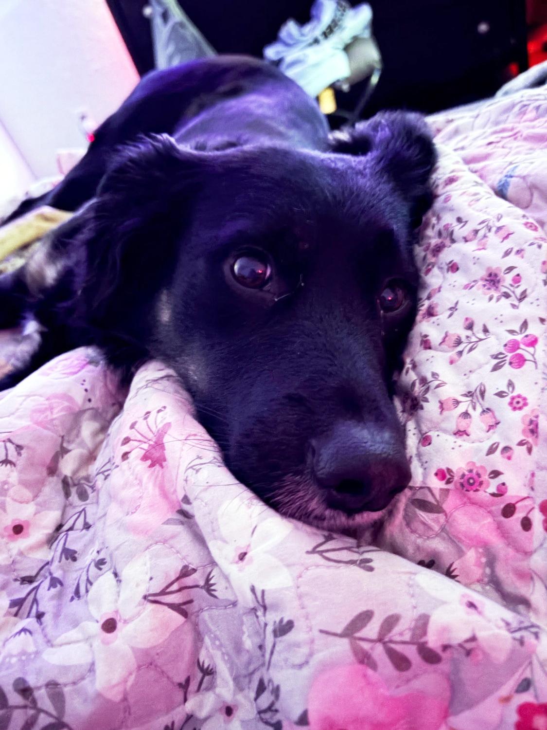 Enlarge Nikki *Community Post*, a ADOPTABLE Border Collie in Floyd, VA image 6/6