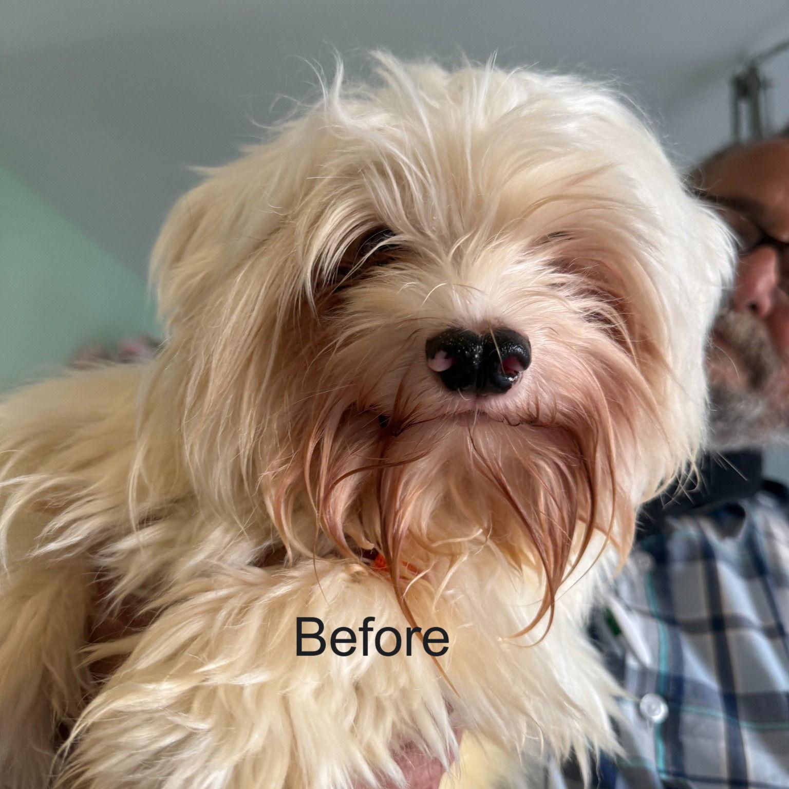 Ace, Adopted, Adult Male Maltese.