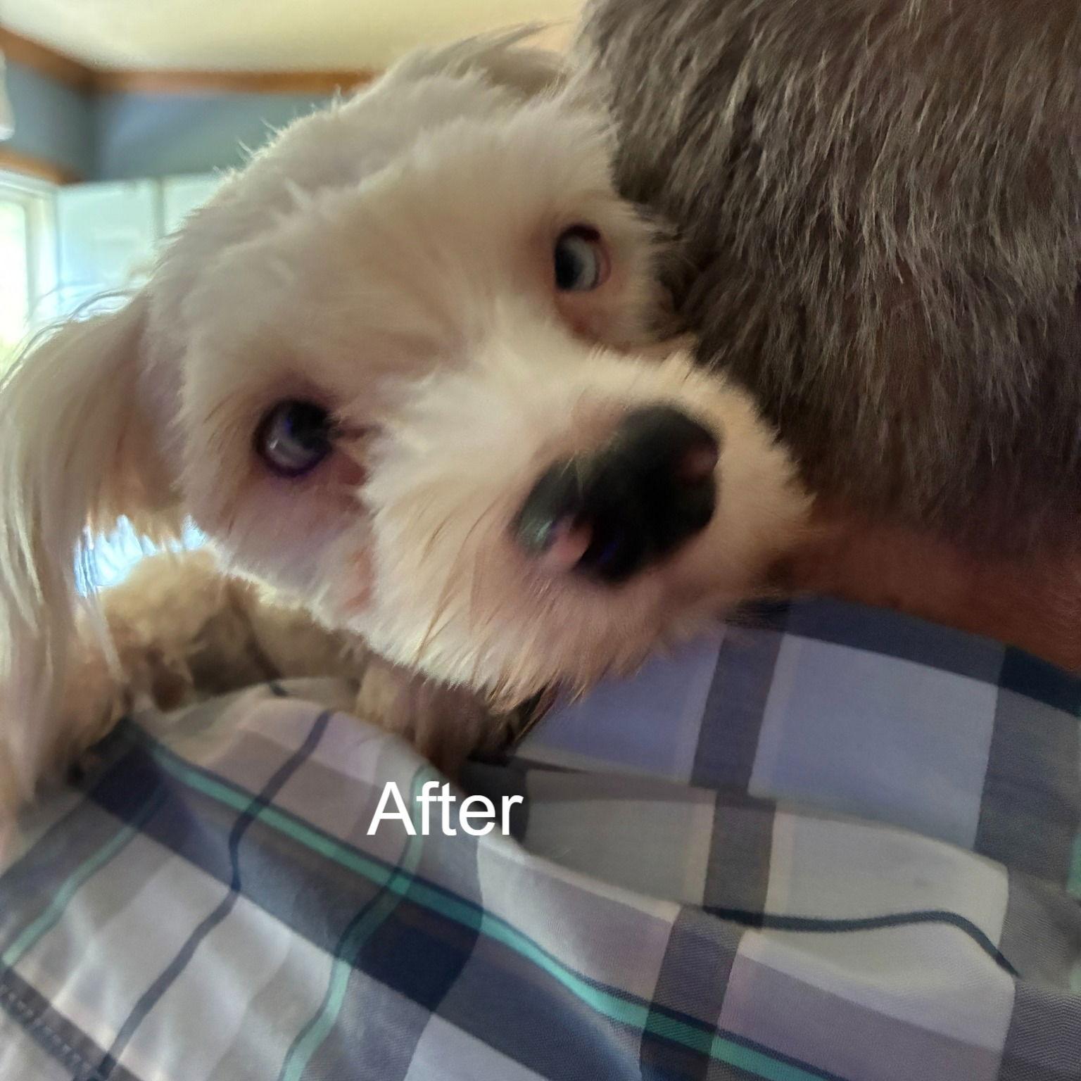 Enlarge Ace, a Adopted Maltese in Middlesex, NC image 2/2