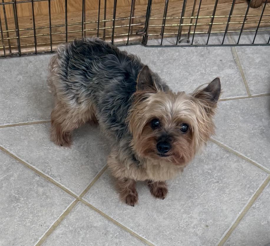Enlarge Bonnie and Clyde, a Adoptable Yorkshire Terrier in Taunton, MA image 2/4