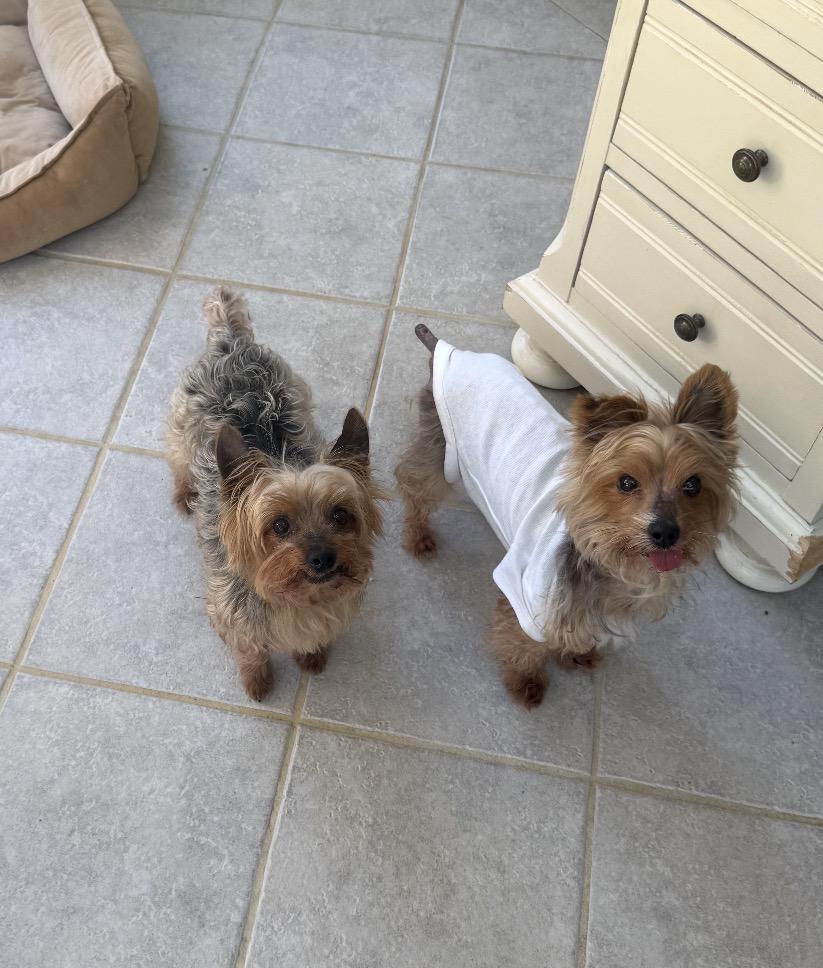 Enlarge Bonnie and Clyde, a ADOPTABLE Yorkshire Terrier in Taunton, MA image 1/1