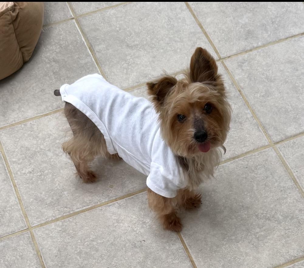 Enlarge Bonnie and Clyde, a Adoptable Yorkshire Terrier in Taunton, MA image 3/4