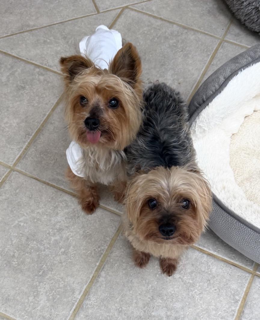 Enlarge Bonnie and Clyde, a Adoptable Yorkshire Terrier in Taunton, MA image 4/4