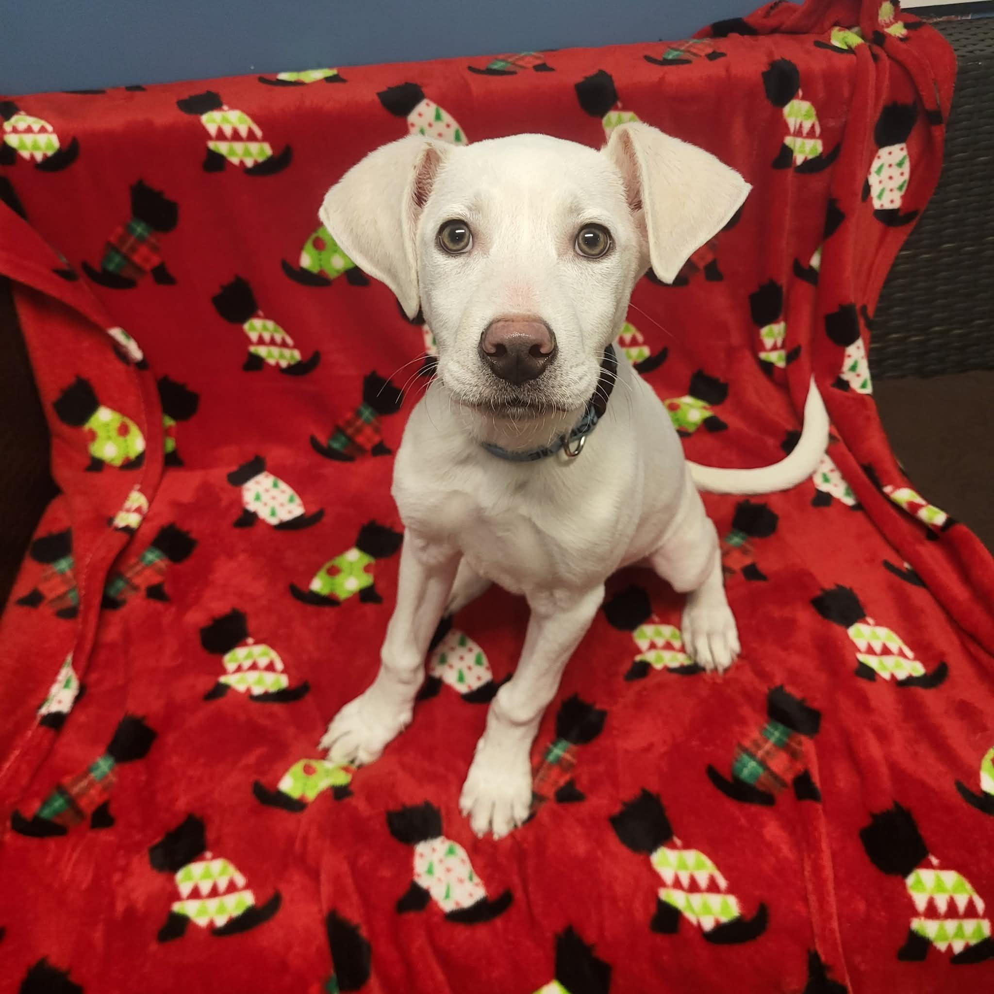 Kilo, ADOPTABLE, Young Male Labrador Retriever.