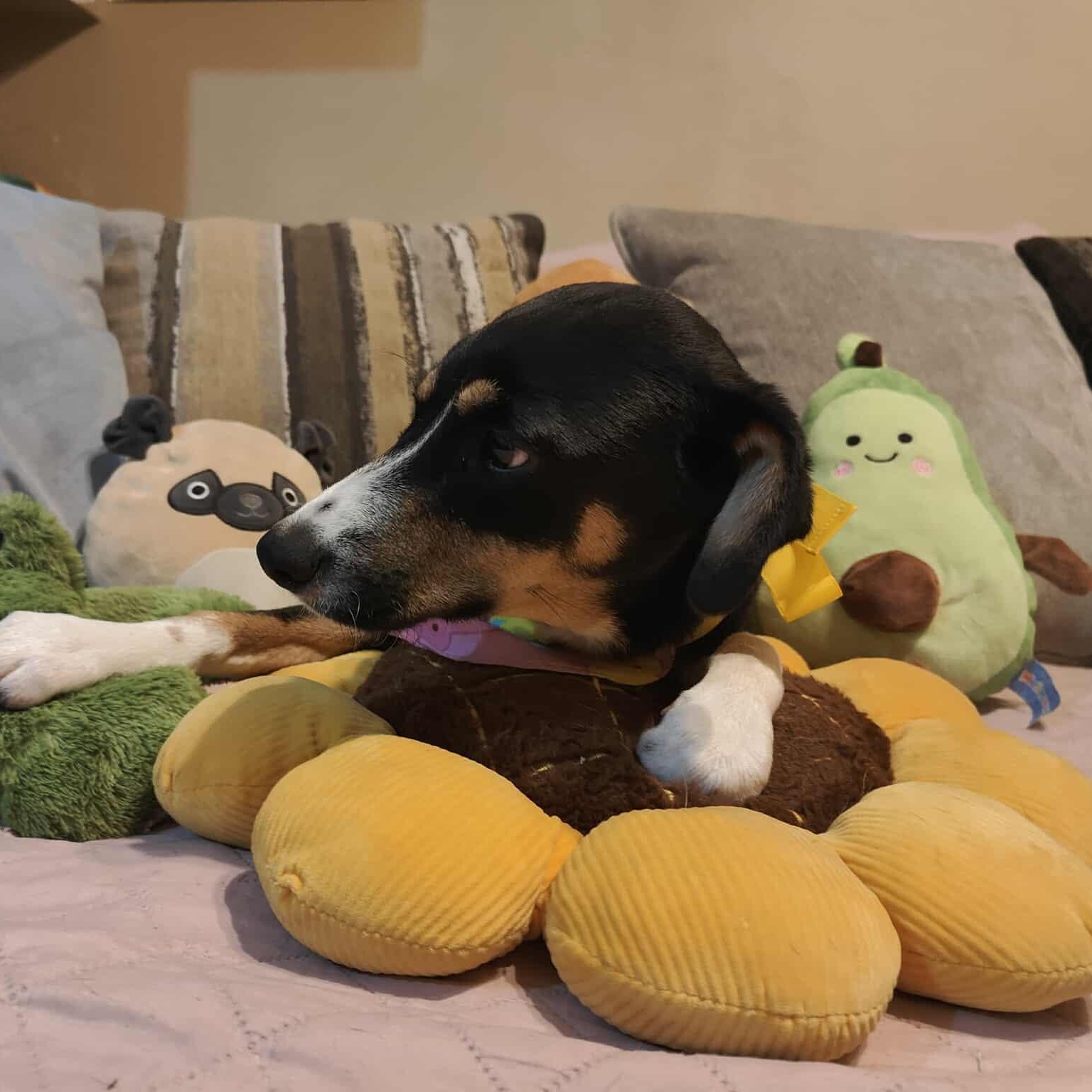 Dory   Months thumbnail 2