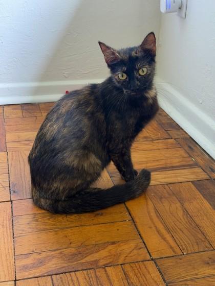 Quinoa 52662, ADOPTABLE, Adult Female Domestic Short Hair.