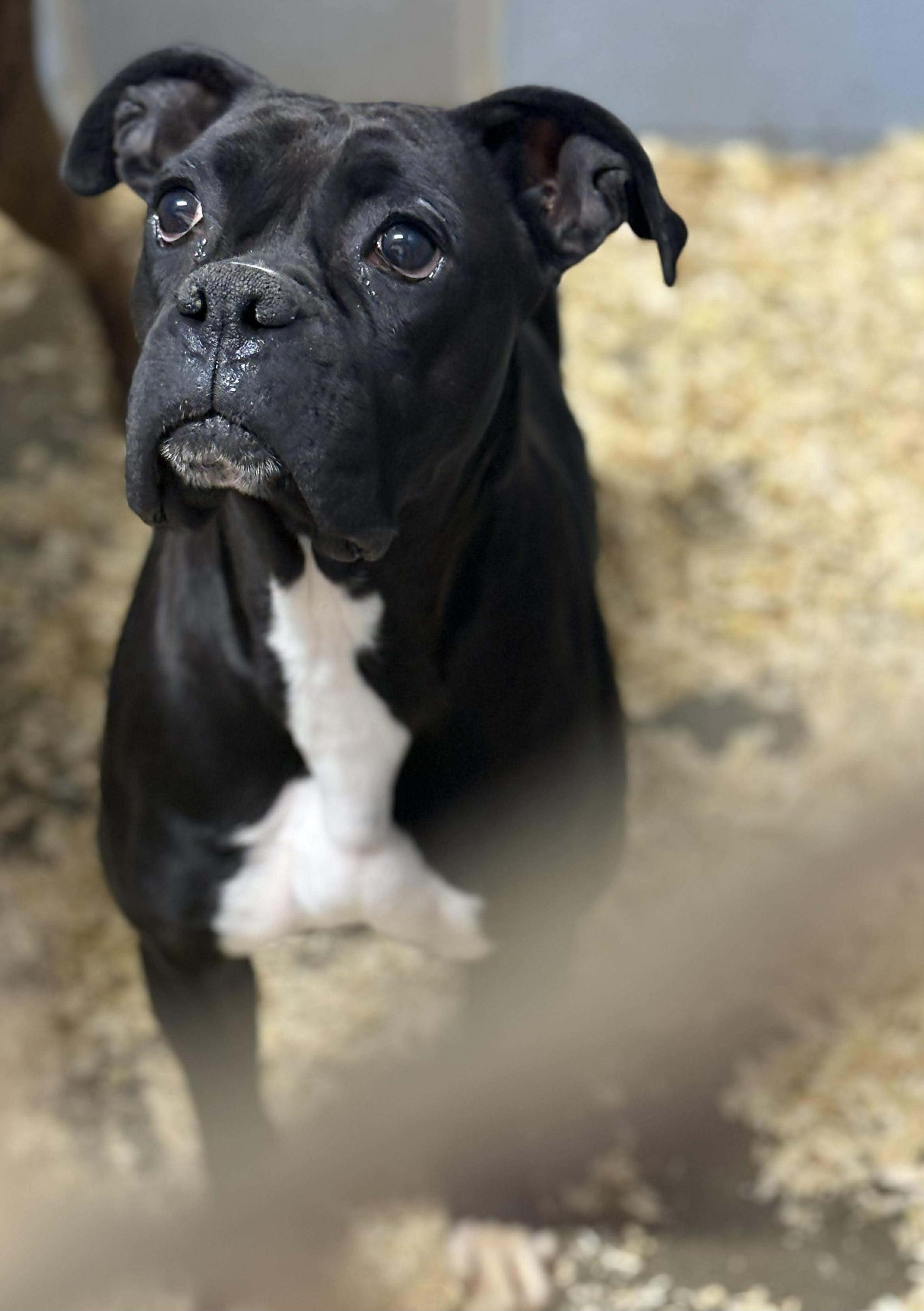 Enlarge Freya, an adopted Boxer in Wheelersburg, OH image 3/4