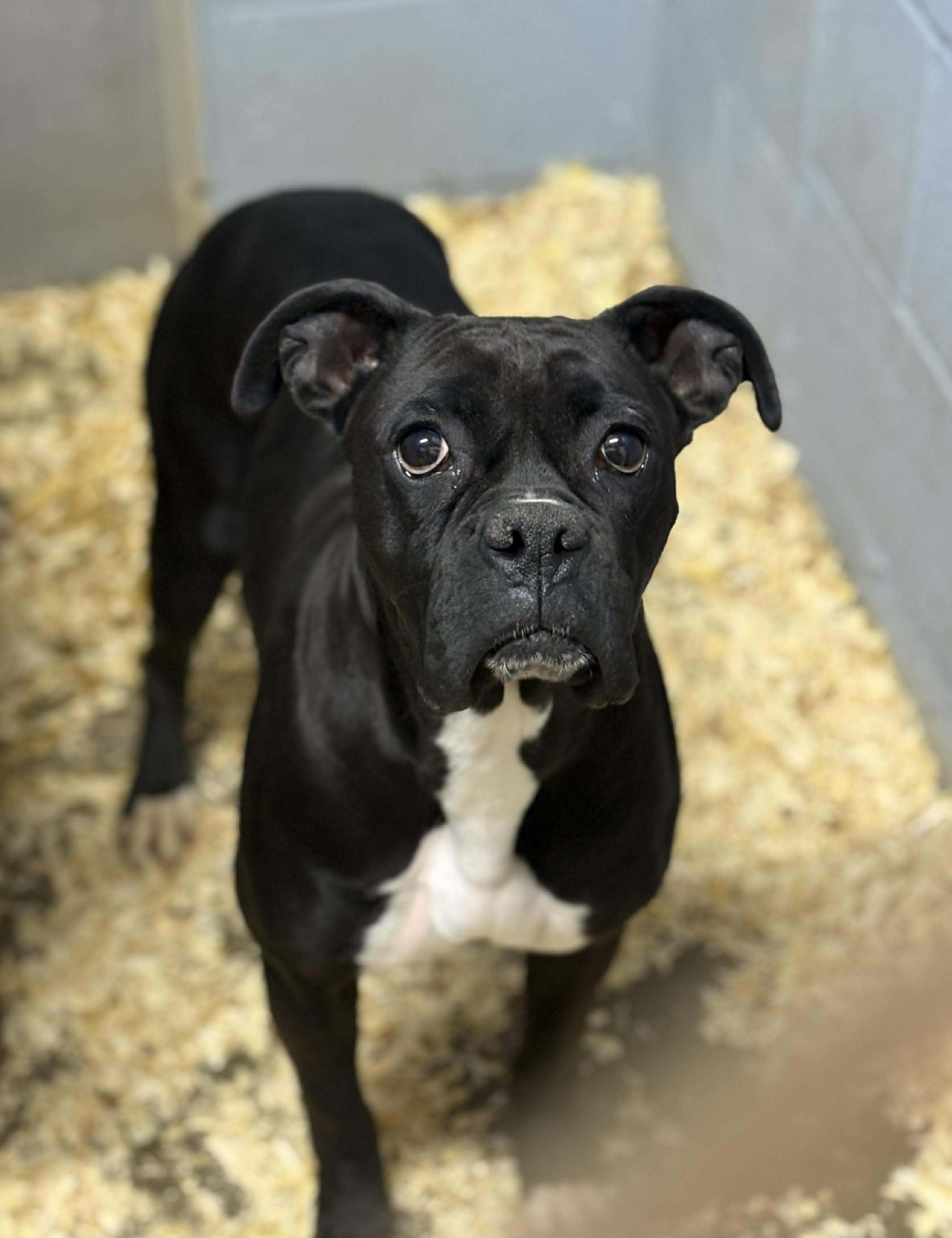 Enlarge Freya, an adopted Boxer in Wheelersburg, OH image 1/4