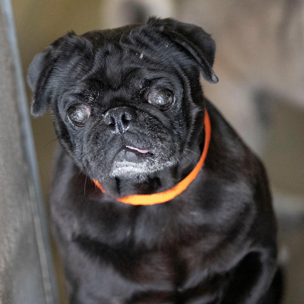 Pugsley (OT25-138), Adoptable, Senior Male Pug.