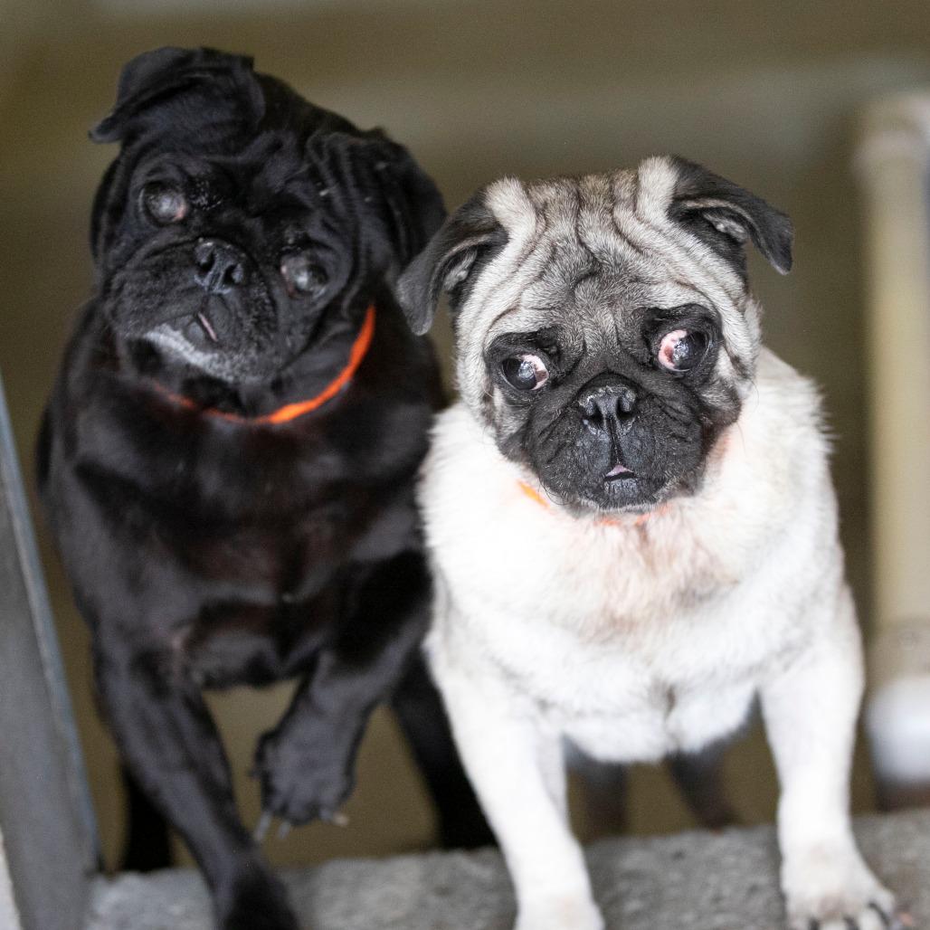 Pugsley (OT25-138), a Adoptable Pug in Bendena, KS image 2/2