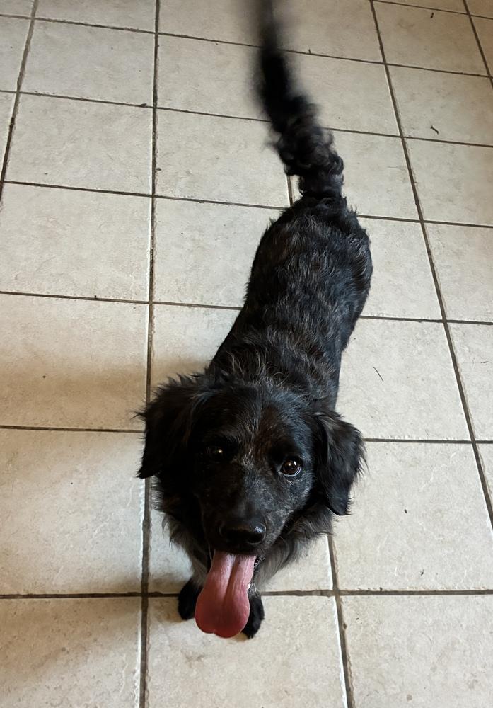 Outstanding Olive Oil, adopted, Adult Female Australian Shepherd & Terrier.