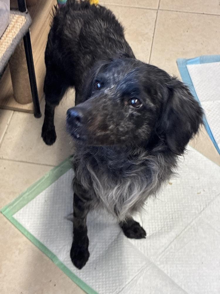 Enlarge Outstanding Olive Oil, an adopted mixed breed in Randolph, MA image 2/3