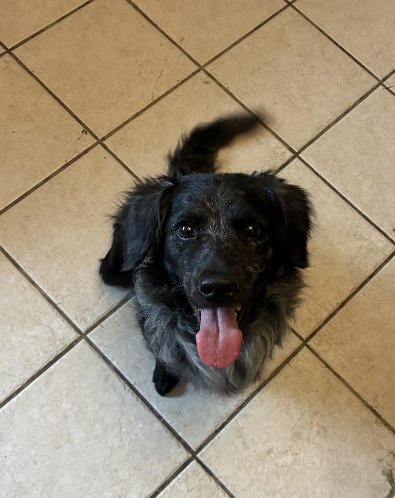 Enlarge Outstanding Olive Oil, an adopted mixed breed in Randolph, MA image 3/3