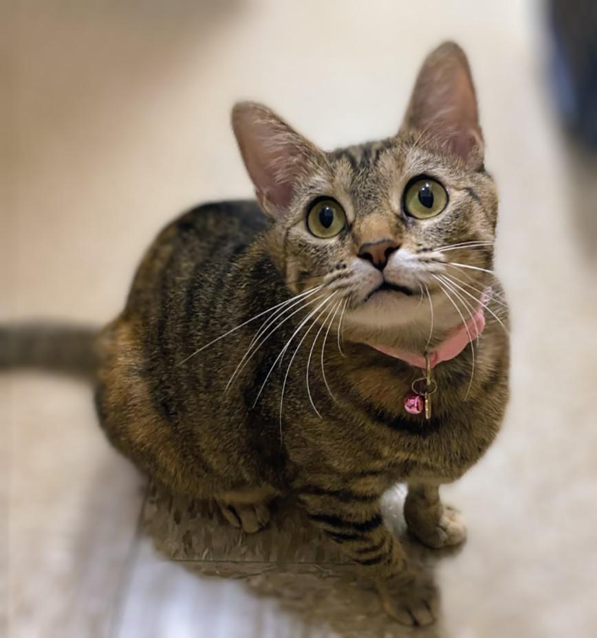 Enlarge Hira, a Adoptable Domestic Short Hair in Hagerstown, MD image 3/6