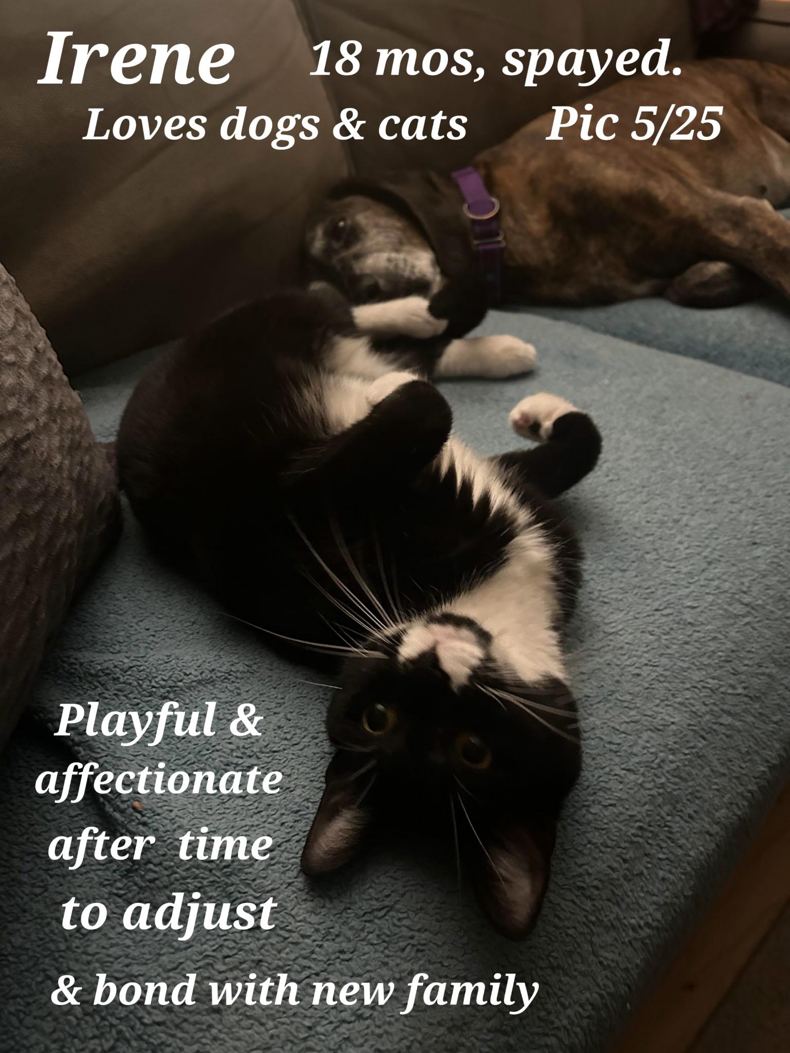 Enlarge Irene, a Adoptable Tuxedo in Staunton, VA image 1/6