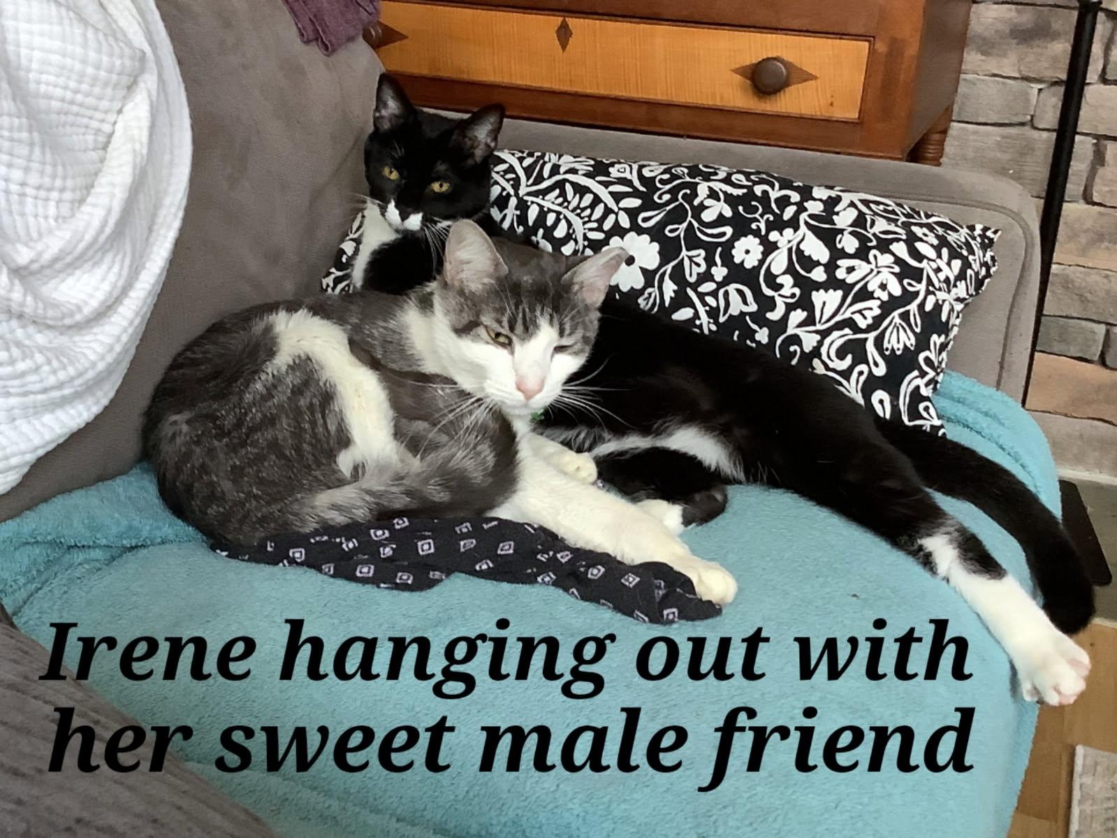 Enlarge Irene, a Adoptable Tuxedo in Staunton, VA image 2/6