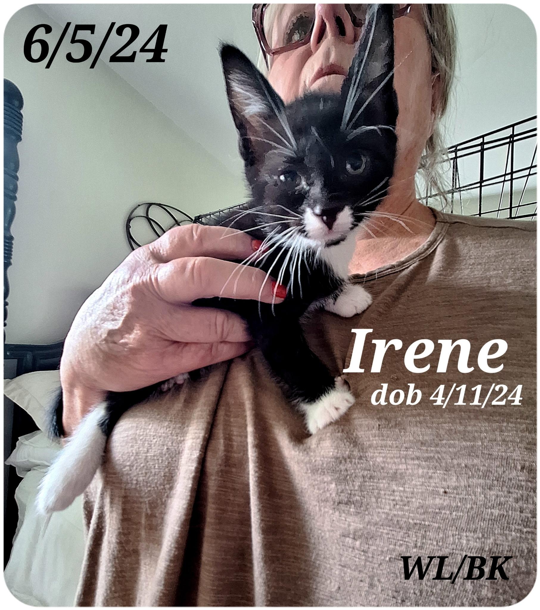 Enlarge Irene, a Adoptable Tuxedo in Staunton, VA image 3/6