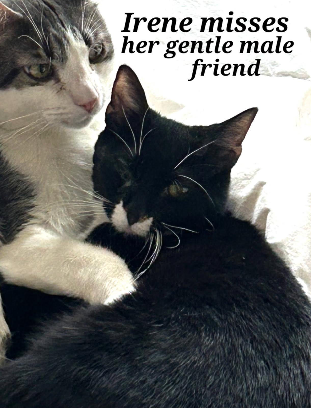 Enlarge Irene, a Adoptable Tuxedo in Staunton, VA image 4/6