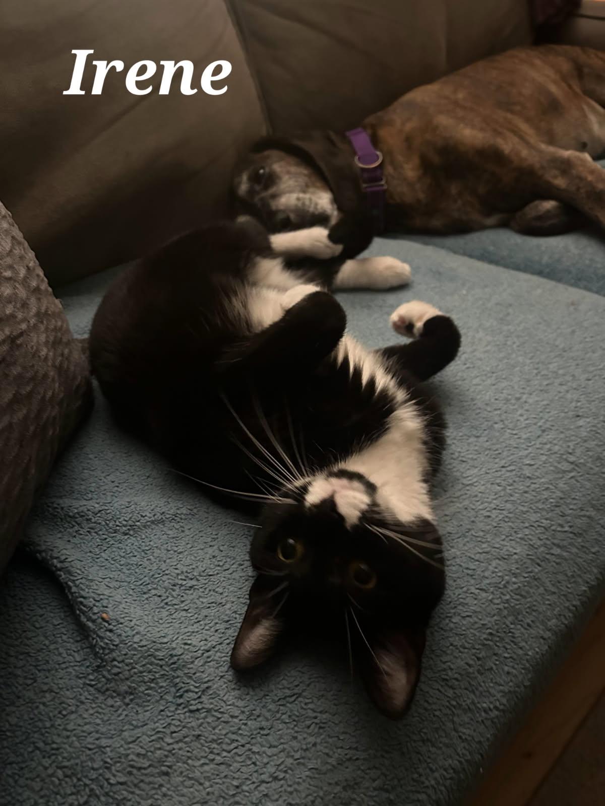 Enlarge Irene, a Adoptable Tuxedo in Staunton, VA image 5/6