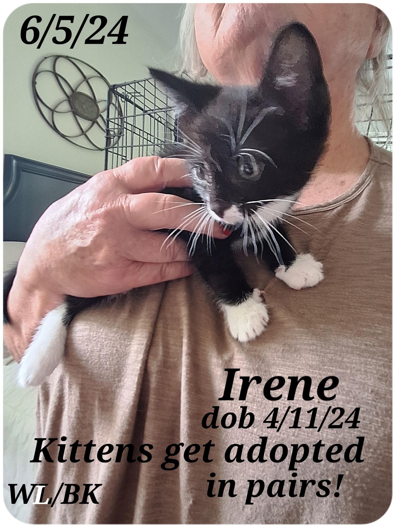 Enlarge Irene, a Adoptable Tuxedo in Staunton, VA image 6/6