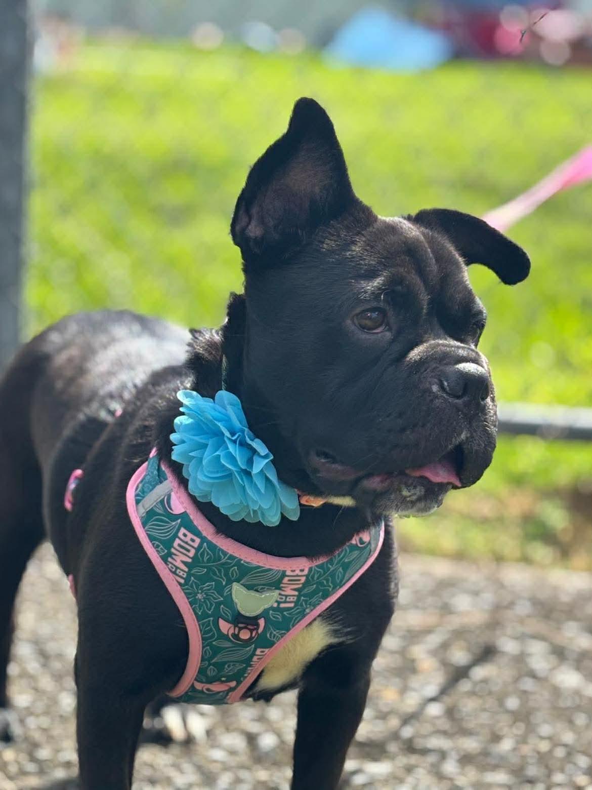 Enlarge Peppa, an adoptable mixed breed in Carmel, NY image 2/5