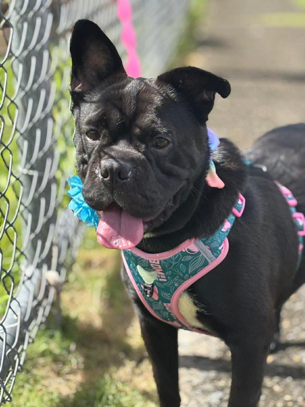 Peppa, adoptable, Young Female French Bulldog & Boston Terrier.