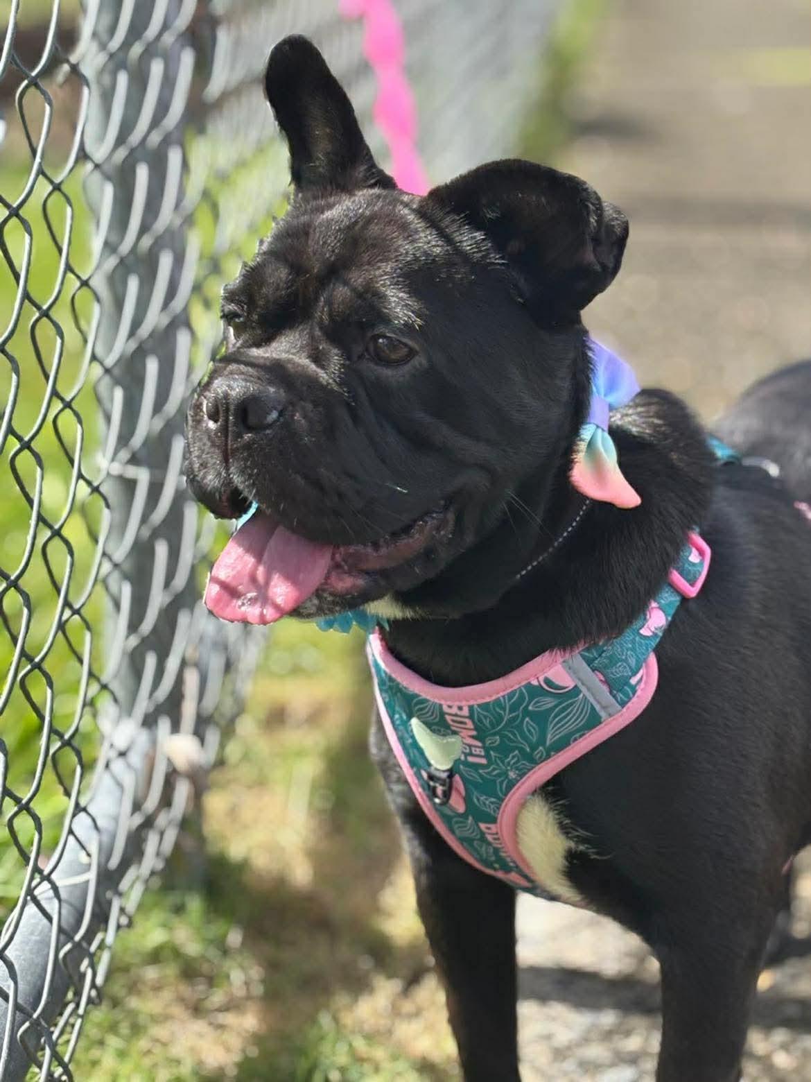 Enlarge Peppa, an adoptable mixed breed in Carmel, NY image 3/5