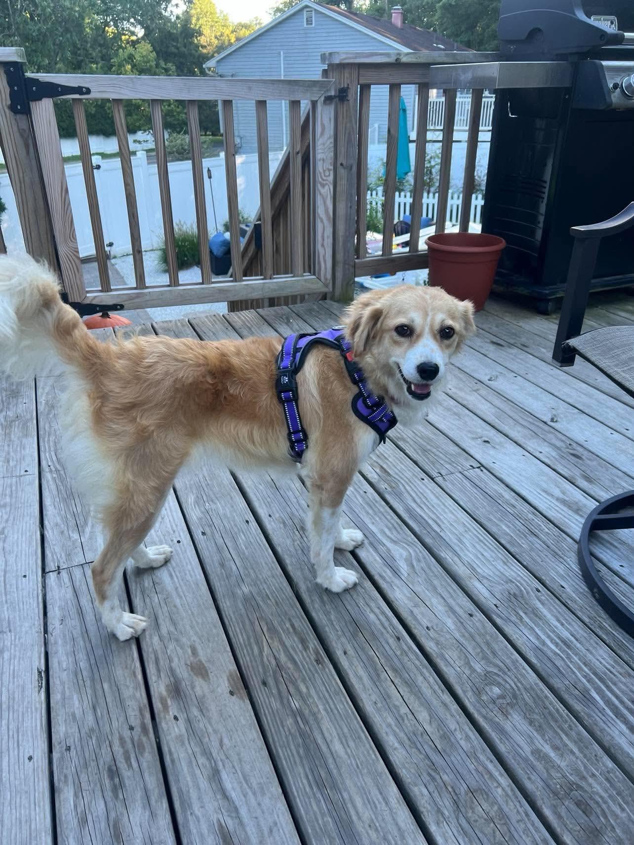 Enlarge Goldie, a Adopted mixed breed in Saratoga Springs, NY image 5/6