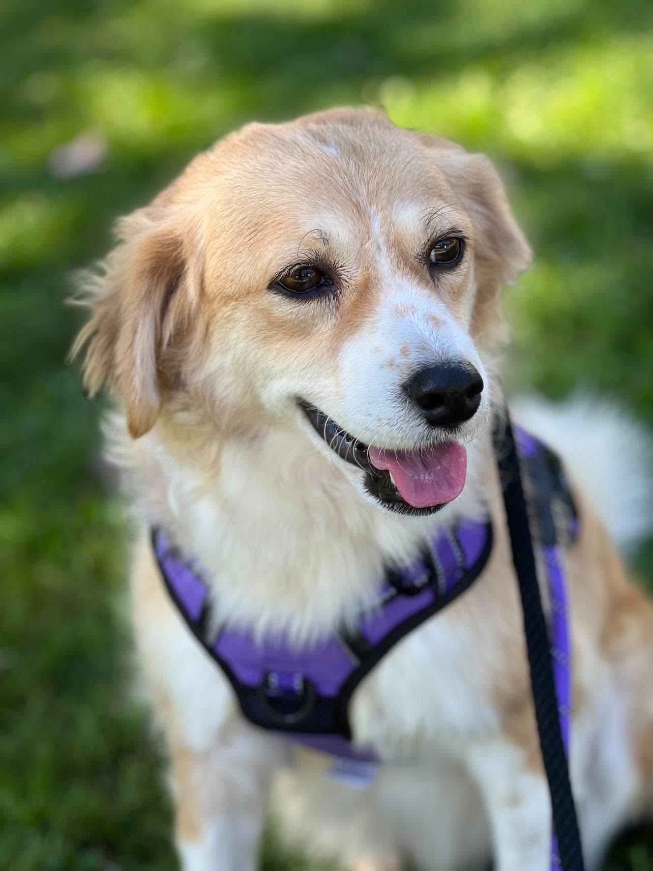 Goldie, Adopted, Young Female Golden Retriever.